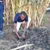gibson njoroge
