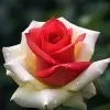 T Nawaz