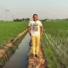 Helmi