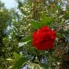 Choppara Manoj