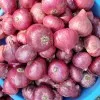 Nashik Onion Company