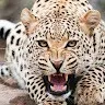 Sangeetha