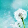 thuhuong pham