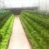 GREEN TECH