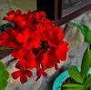 Nishtha