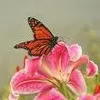 amit singh