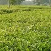 Alta husan Laskar