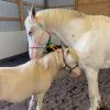 One Red Thread Equine Connection