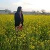 Aysha