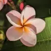 Johanna