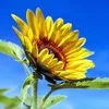 Deepthi