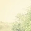 Sneha