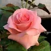 Rustam Khan