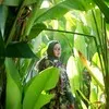 Resy Alifiyanti