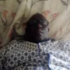 ISYAKU MAITALATA GOJE