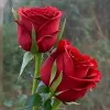 IMRAN PANCHI