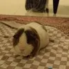 Cookie Heidari
