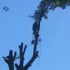 Good Ole Boyz Tree Service LLC