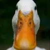ducky duck