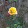 Shagufta Fatima