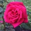 Nesrin Alrebdawi