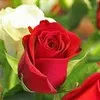 Sathish Devcare