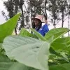 Glory Mwenda