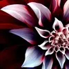 Alefiyah Arsiwala
