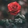 Asmaa Mrayyan