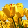 Idowu Olawole