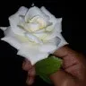 Varshini