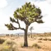 Joshua Tree