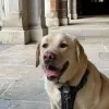 Basil