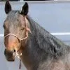 Msnuffy Cowboy