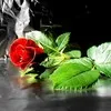 reham qudan