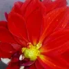 Revathi
