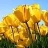 Mohmed yousf