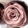 sana afridi