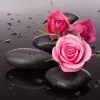 sarmishta