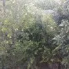 Deepak Singh Aswal