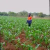 Joseph siandwazi
