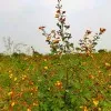 Pamulapati Kartheek