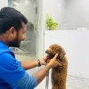 Parasa Naga venkata sai Prudhvi