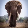 Washington Omondi