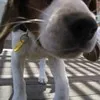 Michelle Beagle