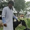 Shaikh Taj Uddin Ahmed