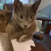 Tucker Meowller