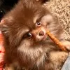 Patsy Gwoleh