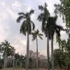 Bhanu Reddy