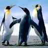 Hari krishnan